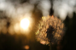 Lindner-Oskar-Pusteblume