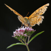 Schmetterling-von-Theodor-Kaiser